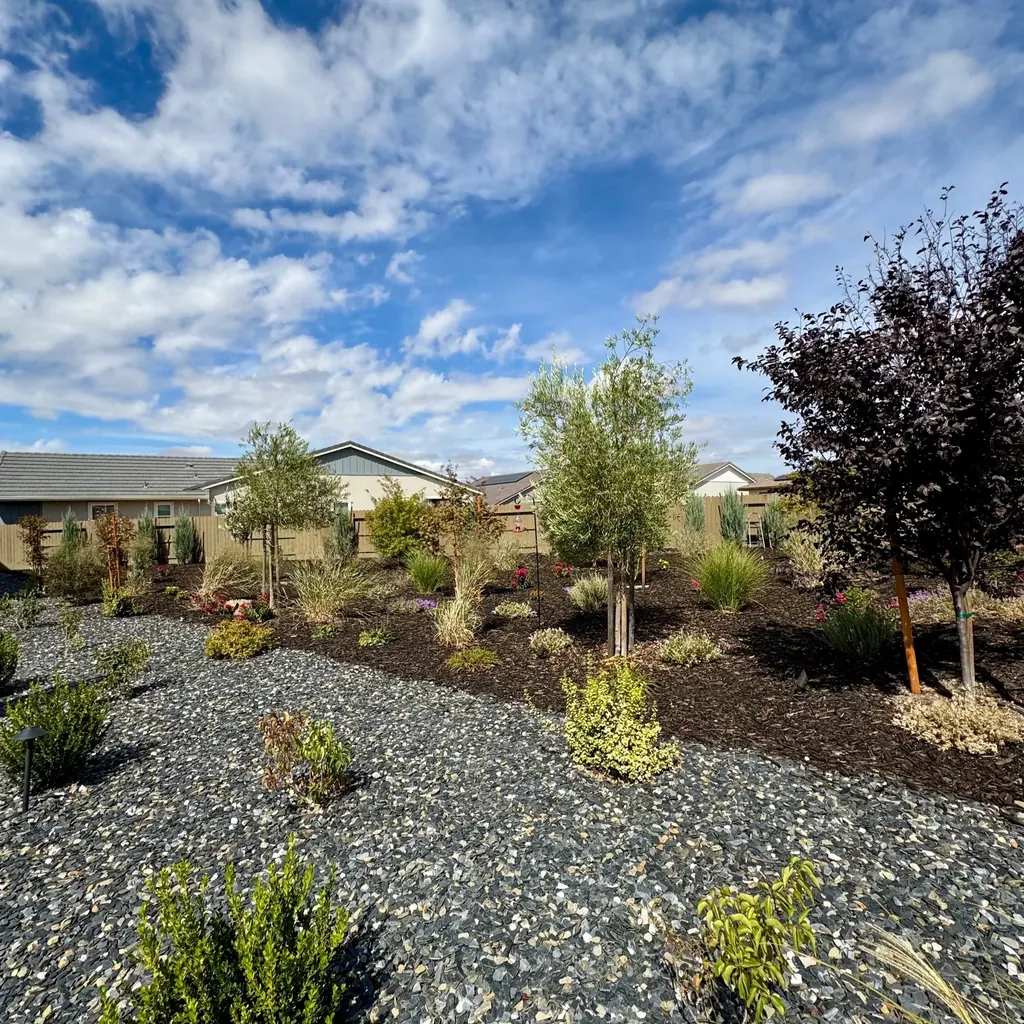 Drought-tolerant planting with grasses, river rock, and young trees